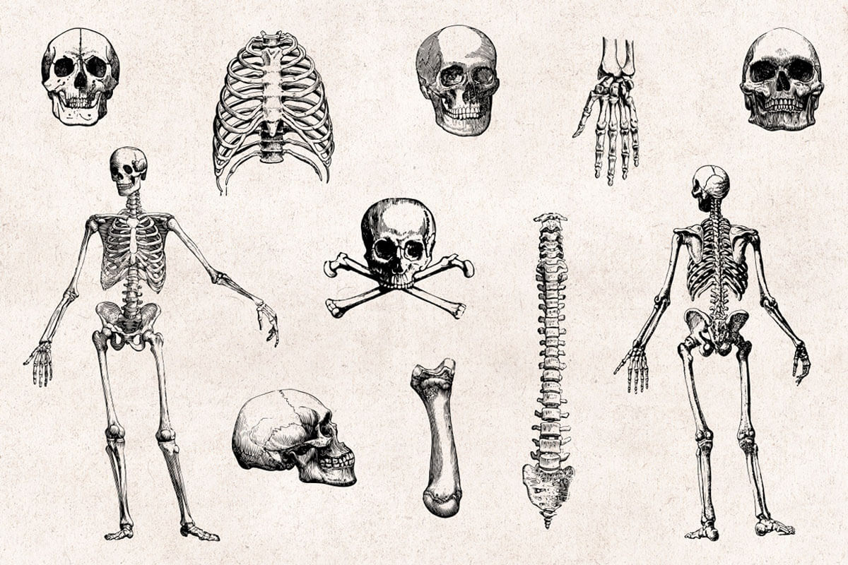 Три типа скелета. Скелет рисунок. Человеческие кости. Скелет для рисования. Скелет человека рисунок.